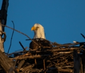 2023 02 11 RedwingEagles 031